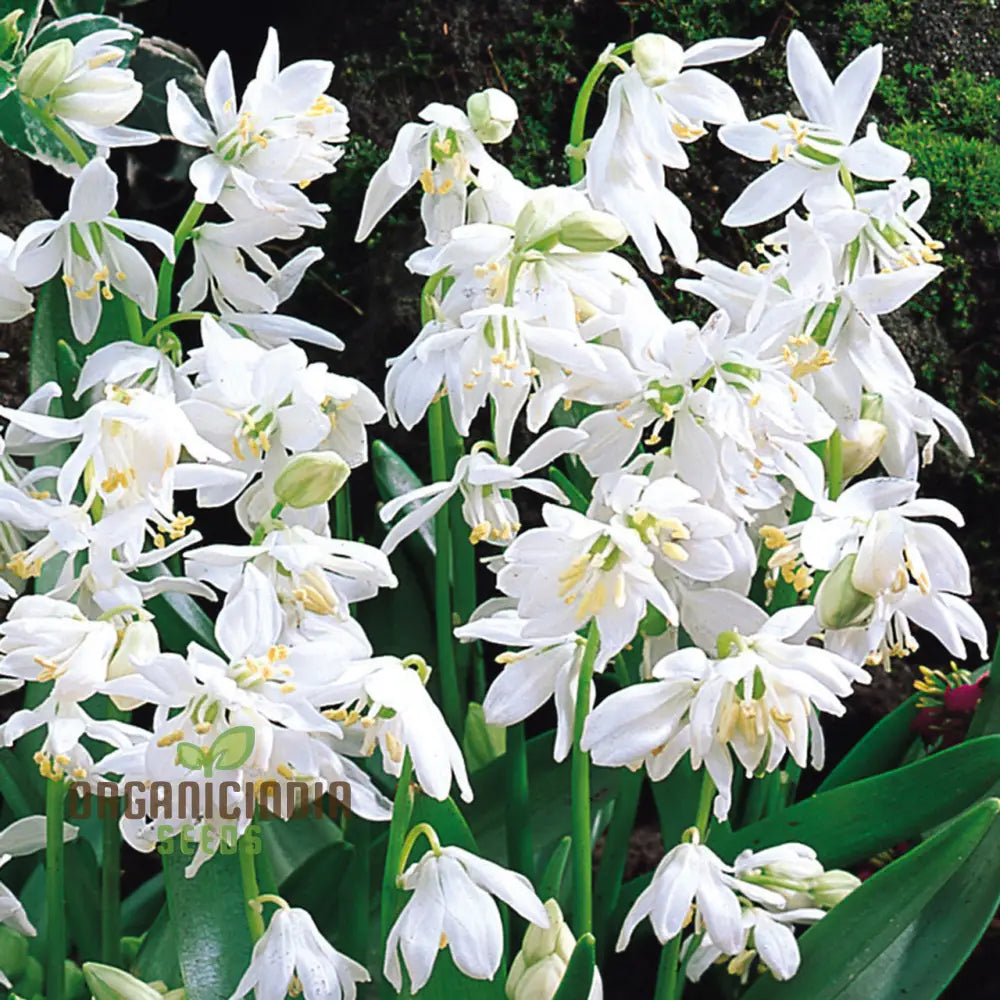 Scilla Siberica Alba Seeds For Gardening | Premium Quality Flower Vibrant Spring Gardens Ideal