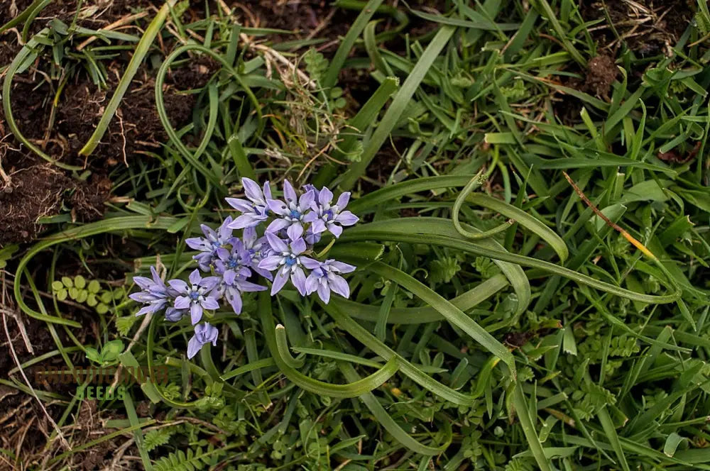 Scilla Verna Seeds - Premium Quality For Gardening Enthusiasts | Organic Flower Beautiful Blooms