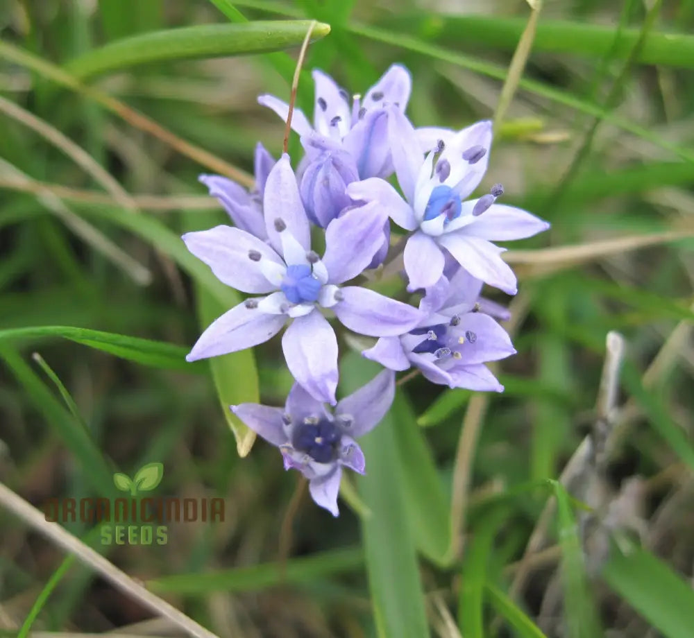 Scilla Verna Seeds - Premium Quality For Gardening Enthusiasts | Organic Flower Beautiful Blooms