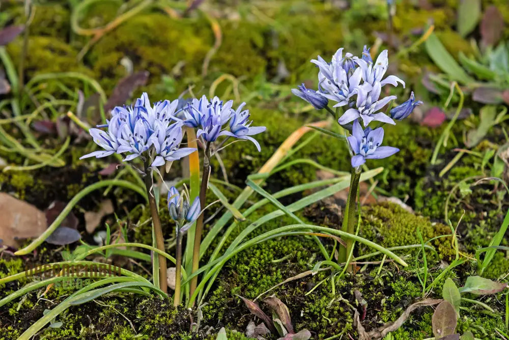 Scilla Verna Seeds - Premium Quality For Gardening Enthusiasts | Organic Flower Beautiful Blooms