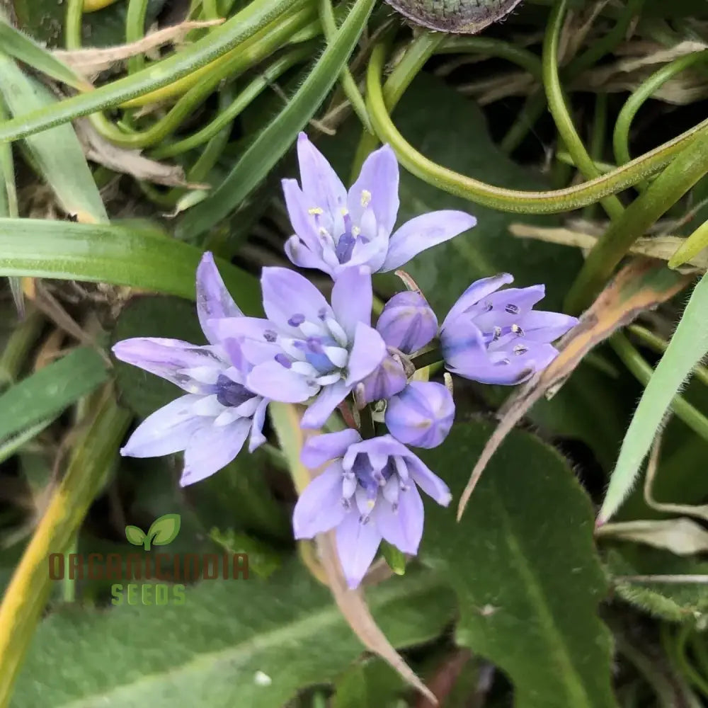 Scilla Verna Seeds - Premium Quality For Gardening Enthusiasts | Organic Flower Beautiful Blooms