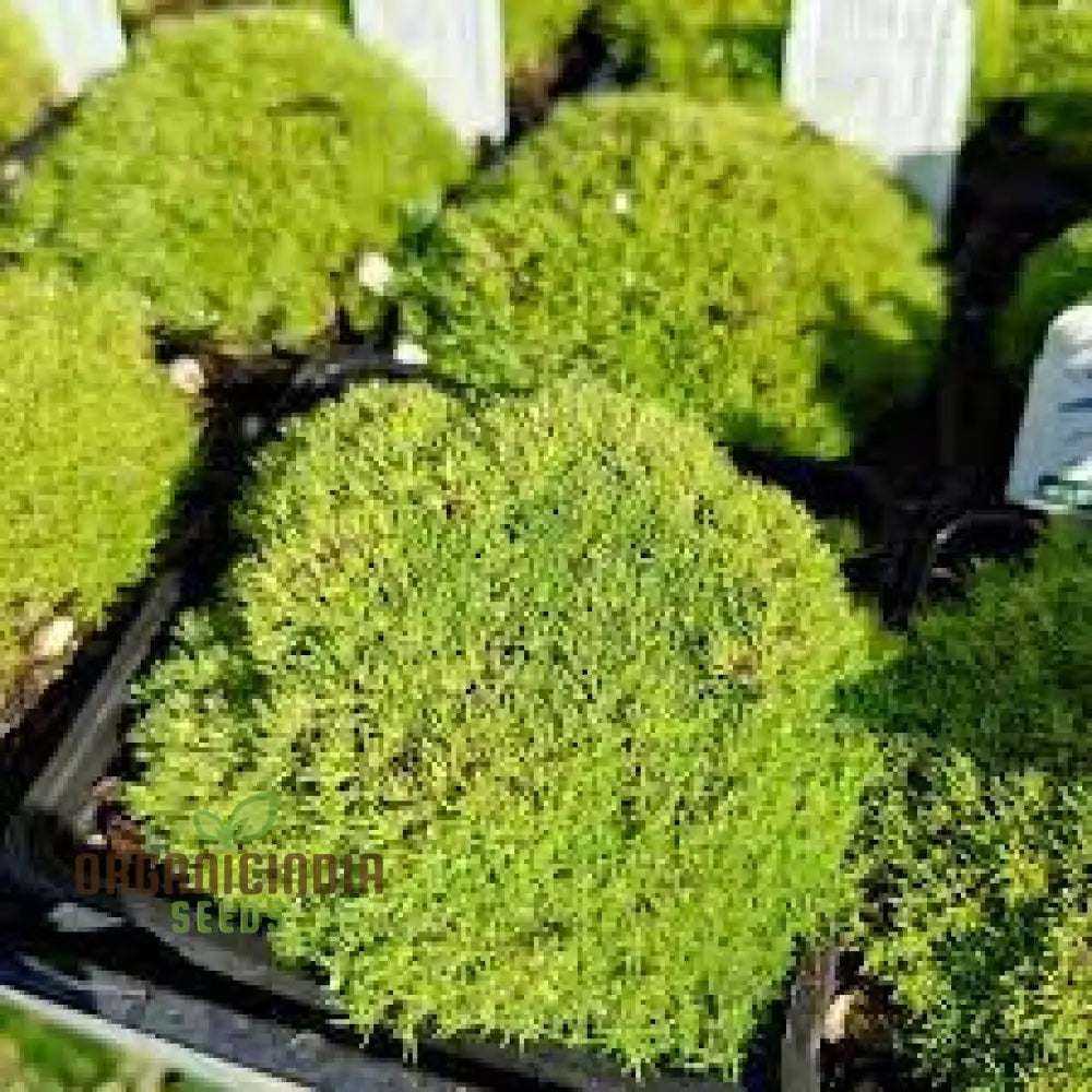 Scleranthus Biflorus Seeds For Gardening Enthusiasts | Fine-Leaved Carpet Moss