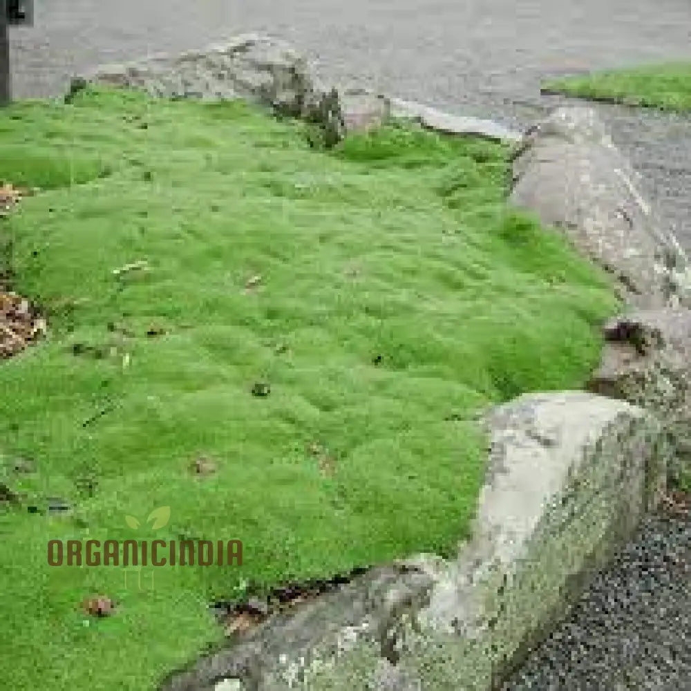 Scleranthus Biflorus Seeds For Gardening Enthusiasts | Fine-Leaved Carpet Moss