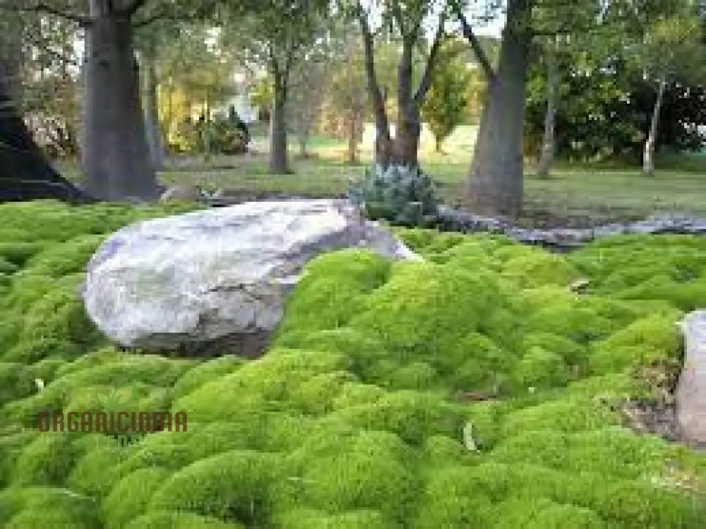 Scleranthus Biflorus Seeds For Gardening Enthusiasts | Fine-Leaved Carpet Moss