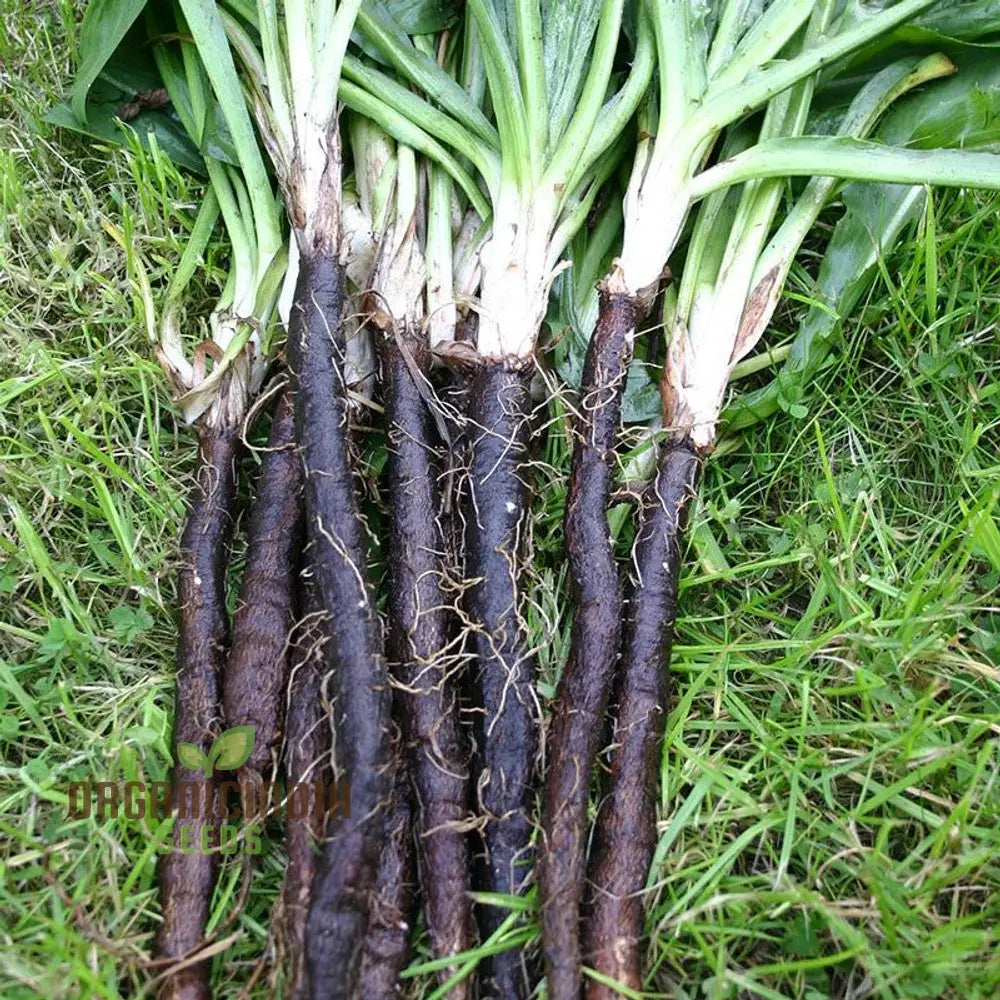 Scorzonera Long Black Maxima Vegetable Seeds: Cultivate Nutritious And Distinctive