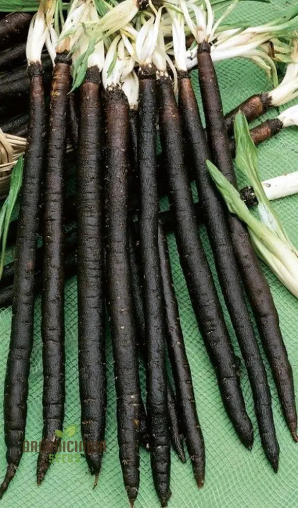 Scorzonera Long Black Maxima Vegetable Seeds: Cultivate Nutritious And Distinctive