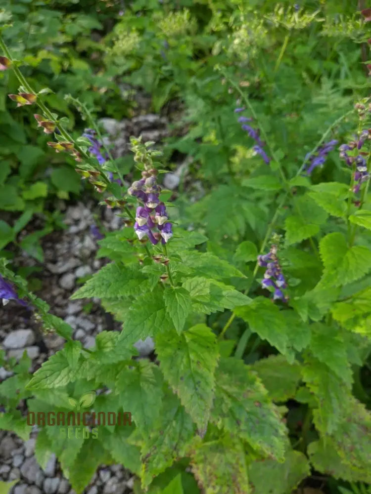 Scutellaria Altissima Seeds - Rare Perennial Herb For Gardening Enthusiasts And Herbalists