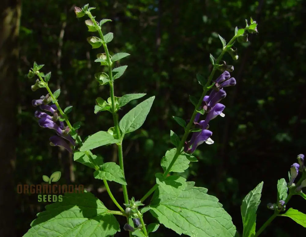 Scutellaria Altissima Seeds - Rare Perennial Herb For Gardening Enthusiasts And Herbalists