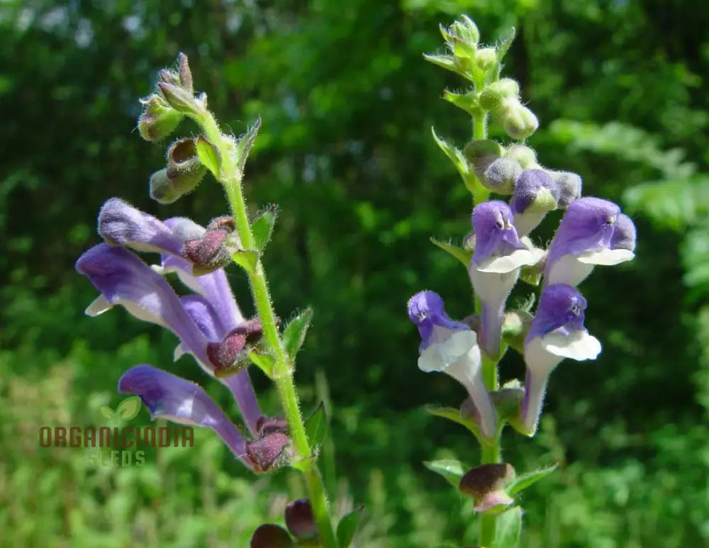 Scutellaria Altissima Seeds - Rare Perennial Herb For Gardening Enthusiasts And Herbalists