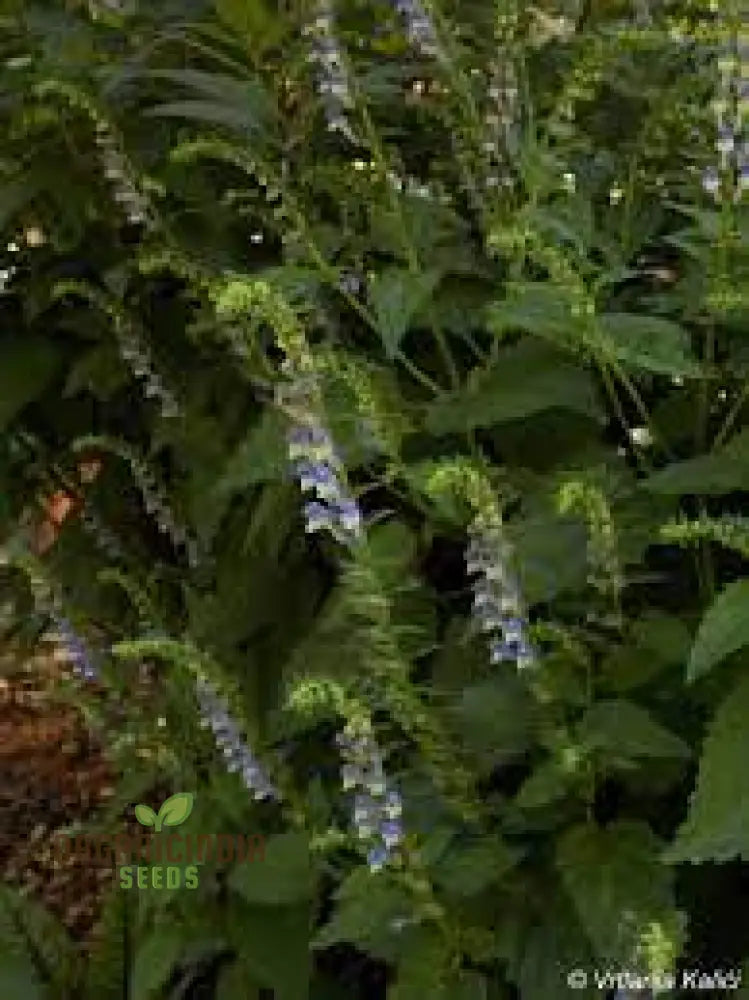 Scutellaria Tournefortii Seeds For Gardening | Premium Quality Easy To Grow Perfect Home Gardeners