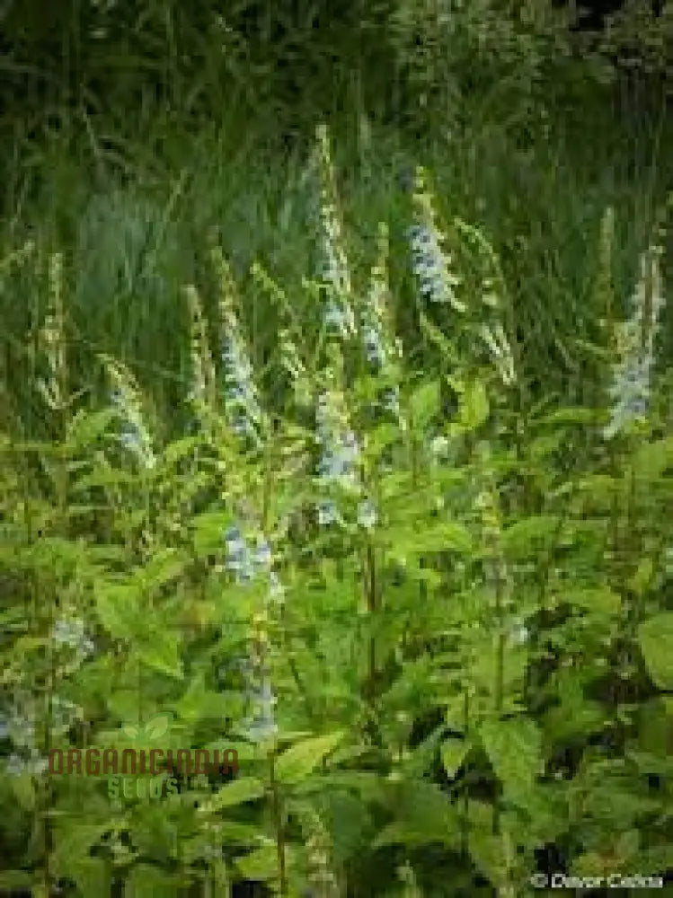 Scutellaria Tournefortii Seeds For Gardening | Premium Quality Easy To Grow Perfect Home Gardeners