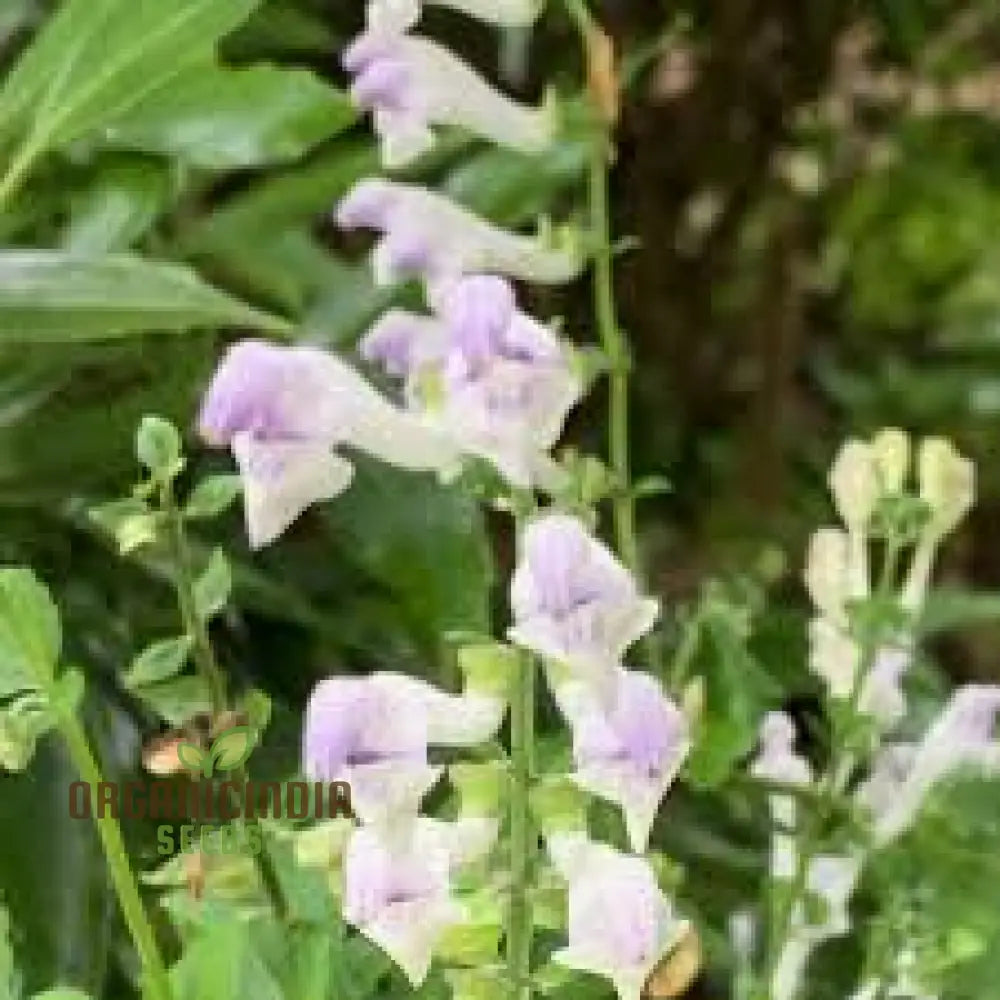 Scutellaria Tournefortii Seeds For Gardening | Premium Quality Easy To Grow Perfect Home Gardeners