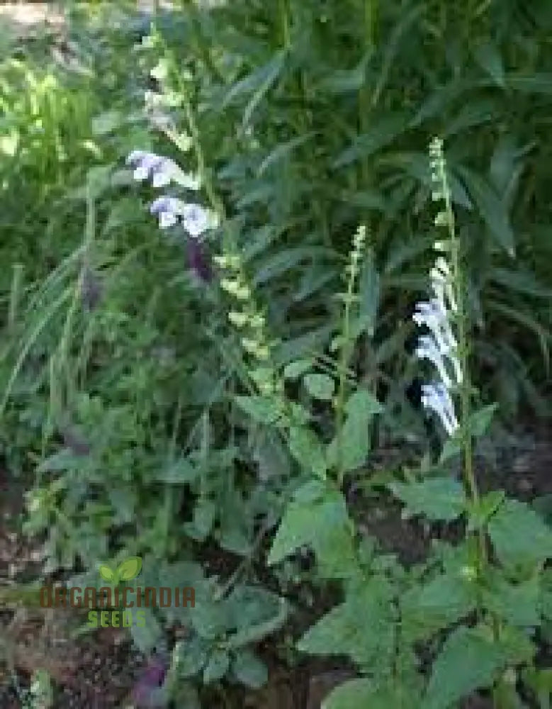 Scutellaria Tournefortii Seeds For Gardening | Premium Quality Easy To Grow Perfect Home Gardeners