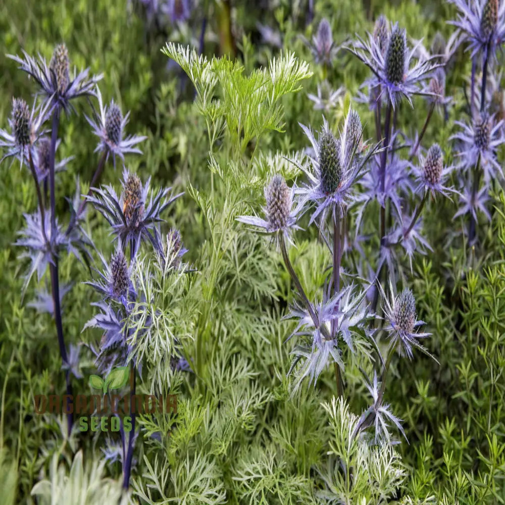 Sea Blue Holly Flower Seeds Fresh For Planting Perennials