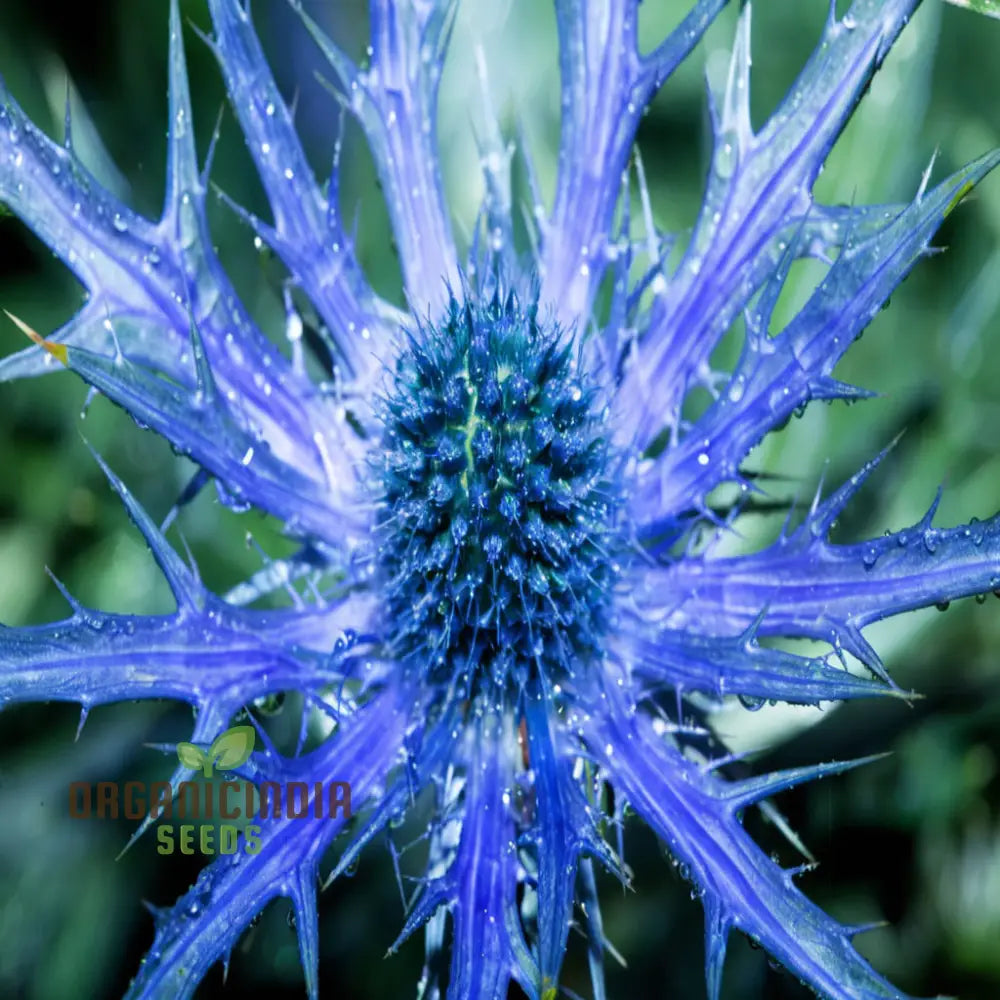 Sea Blue Holly Flower Seeds Fresh For Planting Perennials