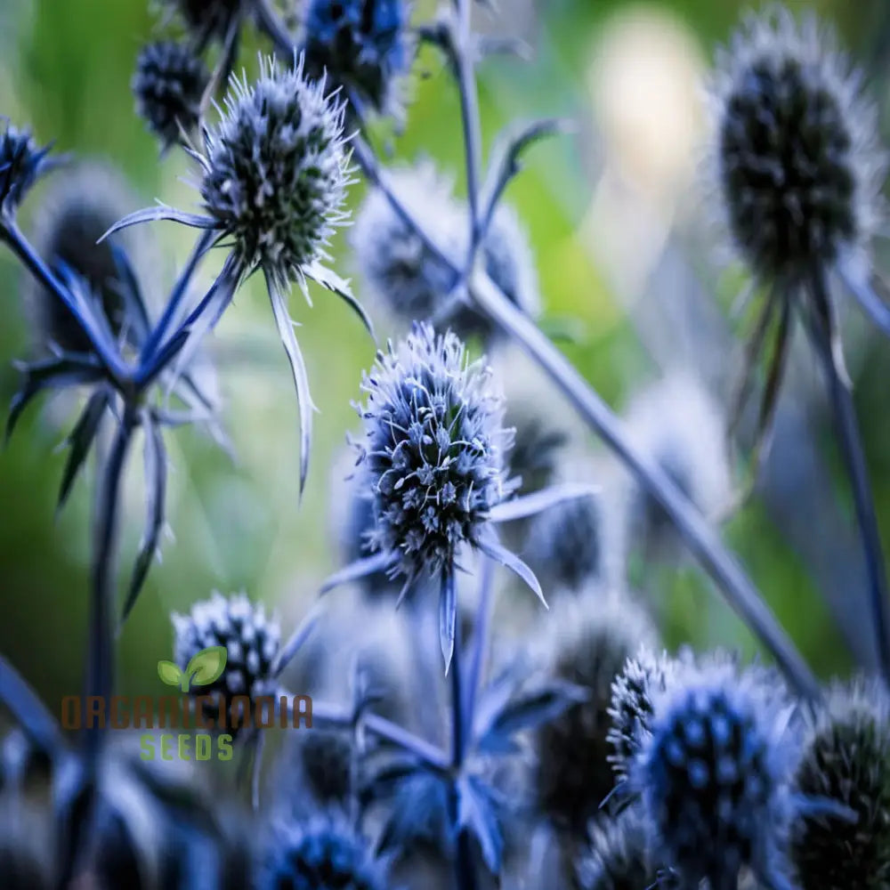 Sea Blue Holly Flower Seeds Fresh For Planting Perennials