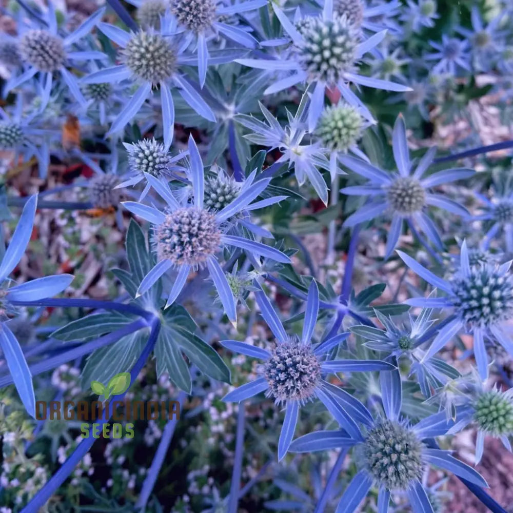 Sea Blue Holly Flower Seeds Fresh For Planting Perennials