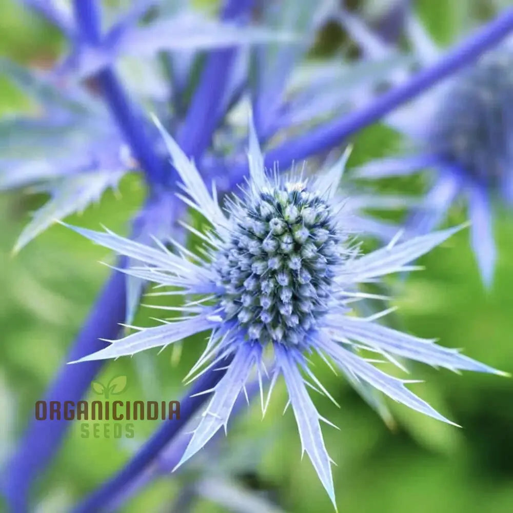 Sea Blue Holly Flower Seeds Fresh For Planting Perennials