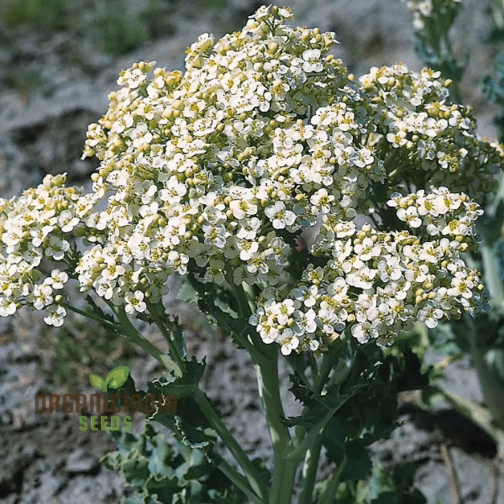 Seakale Lilywhite Flower Seeds Planting And Gardening Guide For Cultivating Elegant Fragrant Blooms