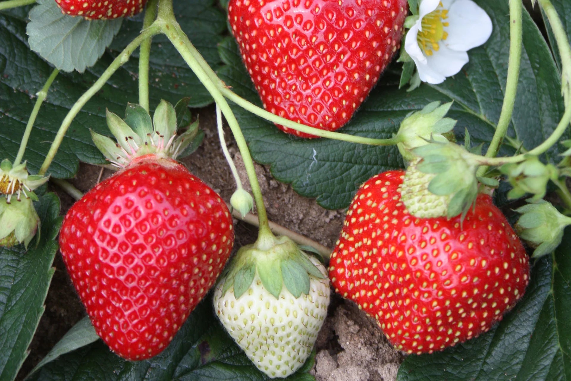 Seascape Strawberry Seeds for Planting – Everbearing, Sweet & Juicy Berries