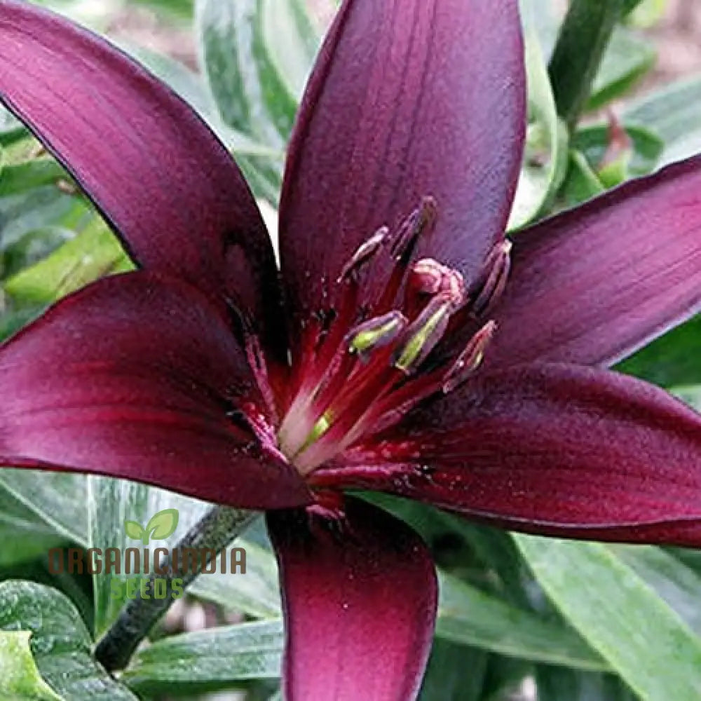 Secret Garden Treasures Lily Bulbs For A Symphony Of Colors(Pack 3 Planting) Dimension Asiatic