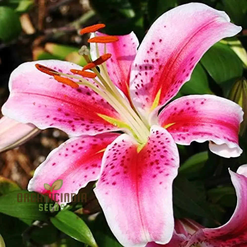 Secret Garden Treasures Lily Bulbs For A Symphony Of Colors(Pack 3 Planting) Stargazer