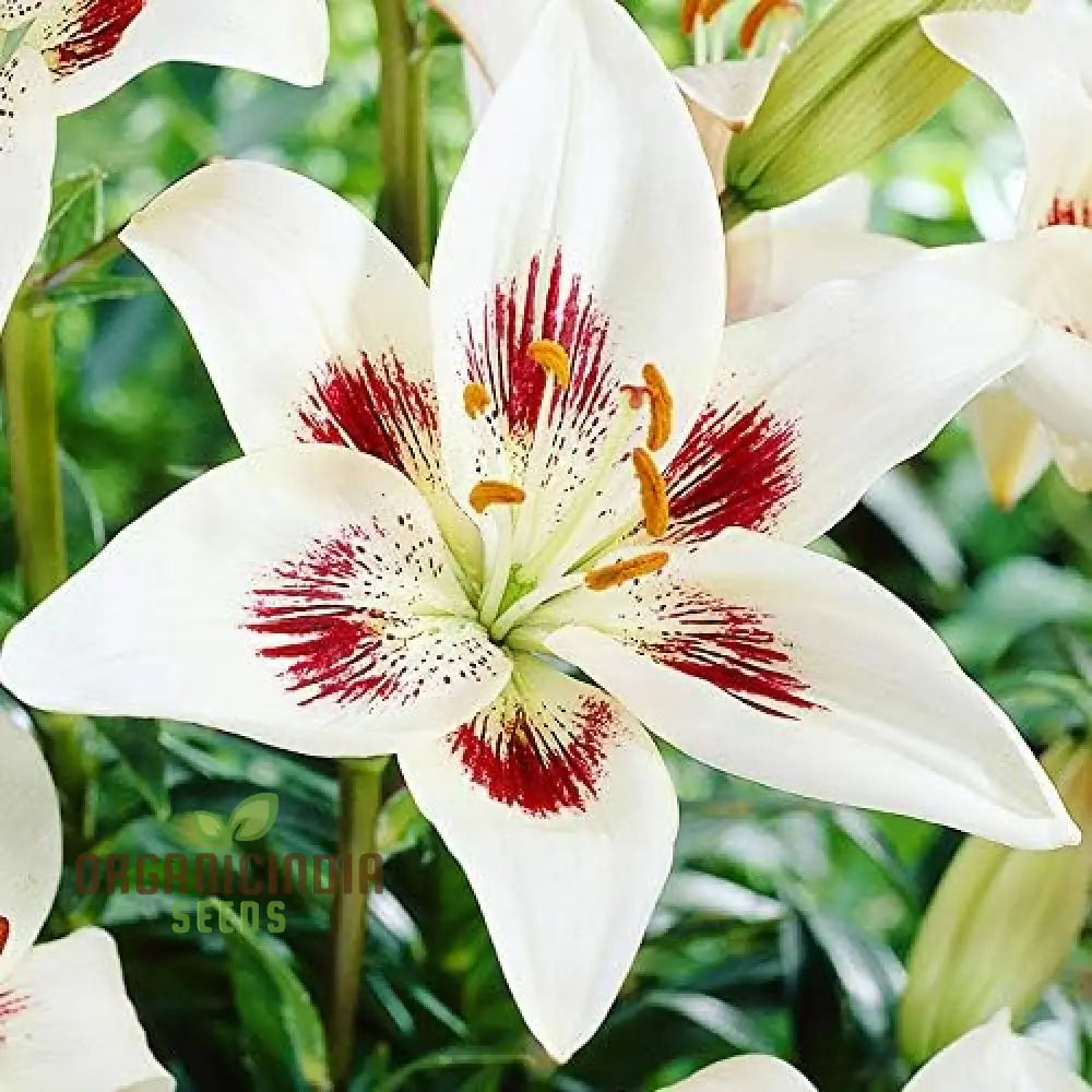 Secret Garden Treasures Lily Bulbs For A Symphony Of Colors(Pack 3 Planting) White Pixels Asiatic