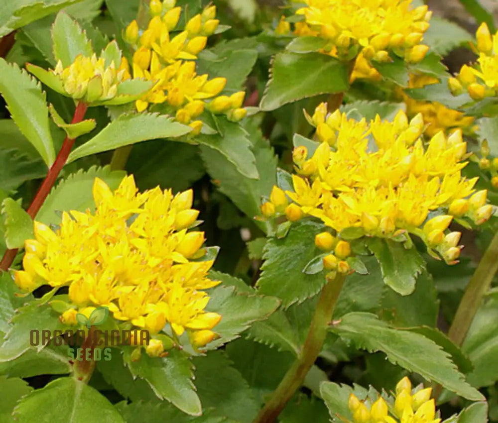 Sedum Aizoon Seeds For Gardening | Premium Quality Enhance Your Garden With Beautiful And Hardy