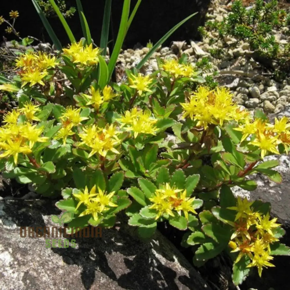 Sedum Aizoon Seeds For Gardening | Premium Quality Enhance Your Garden With Beautiful And Hardy