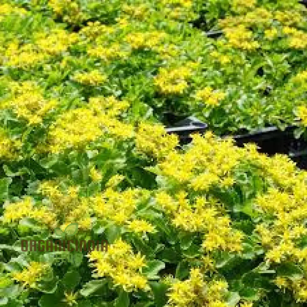 Sedum Ellacombeanum Seeds For Gardening Enthusiasts | Rare Succulent Plant Home Garden Buy Online