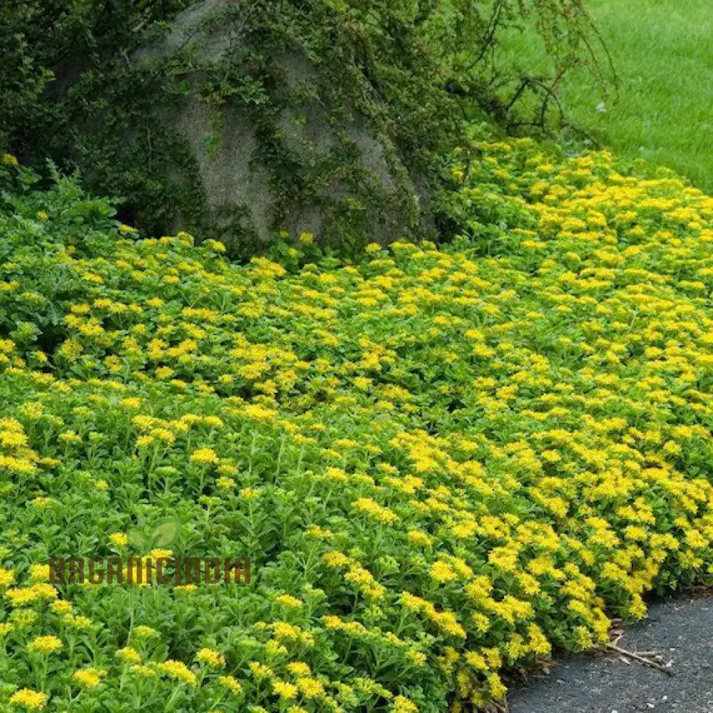 Sedum Ellacombeanum Seeds For Gardening Enthusiasts | Rare Succulent Plant Home Garden Buy Online