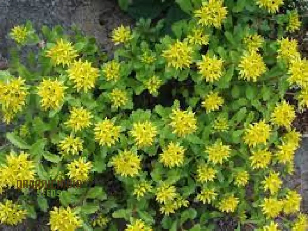 Sedum Ellacombeanum Seeds For Gardening Enthusiasts | Rare Succulent Plant Home Garden Buy Online