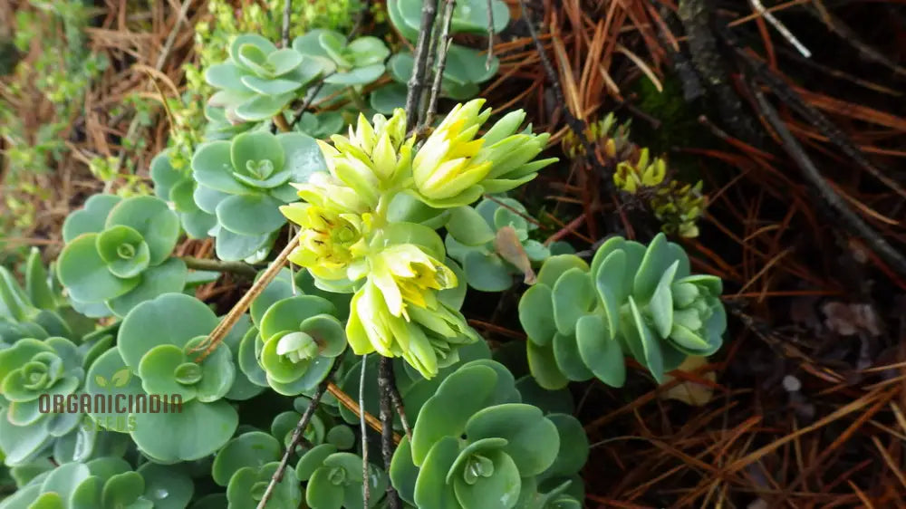 Sedum Obcordatum Seeds For Gardening Enthusiasts | Hardy Succulent Plant Organic Supplies