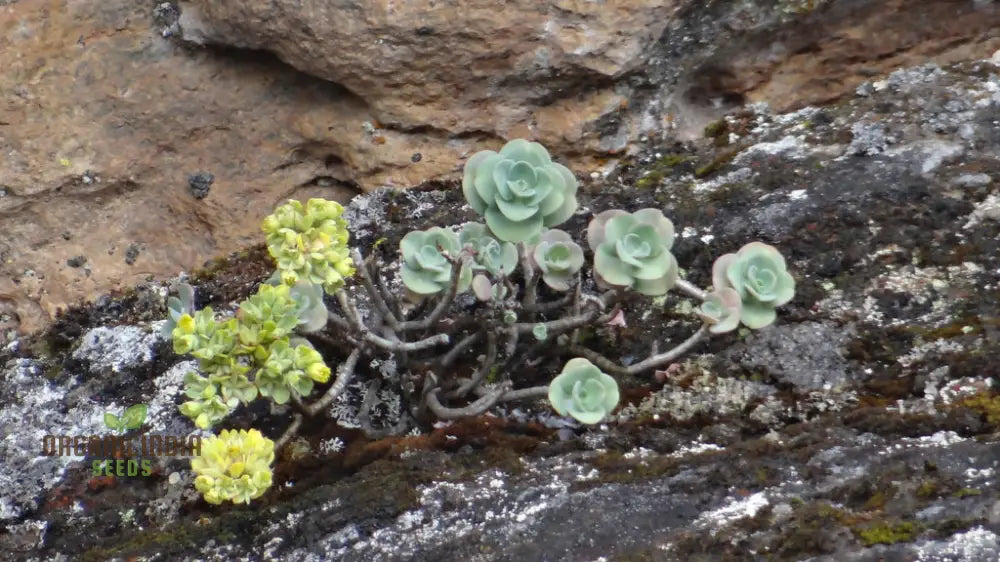 Sedum Obcordatum Seeds For Gardening Enthusiasts | Hardy Succulent Plant Organic Supplies