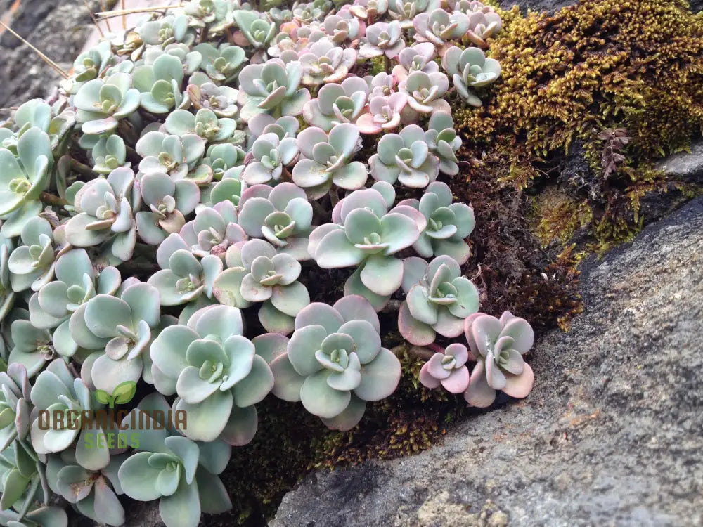 Sedum Obcordatum Seeds For Gardening Enthusiasts | Hardy Succulent Plant Organic Supplies