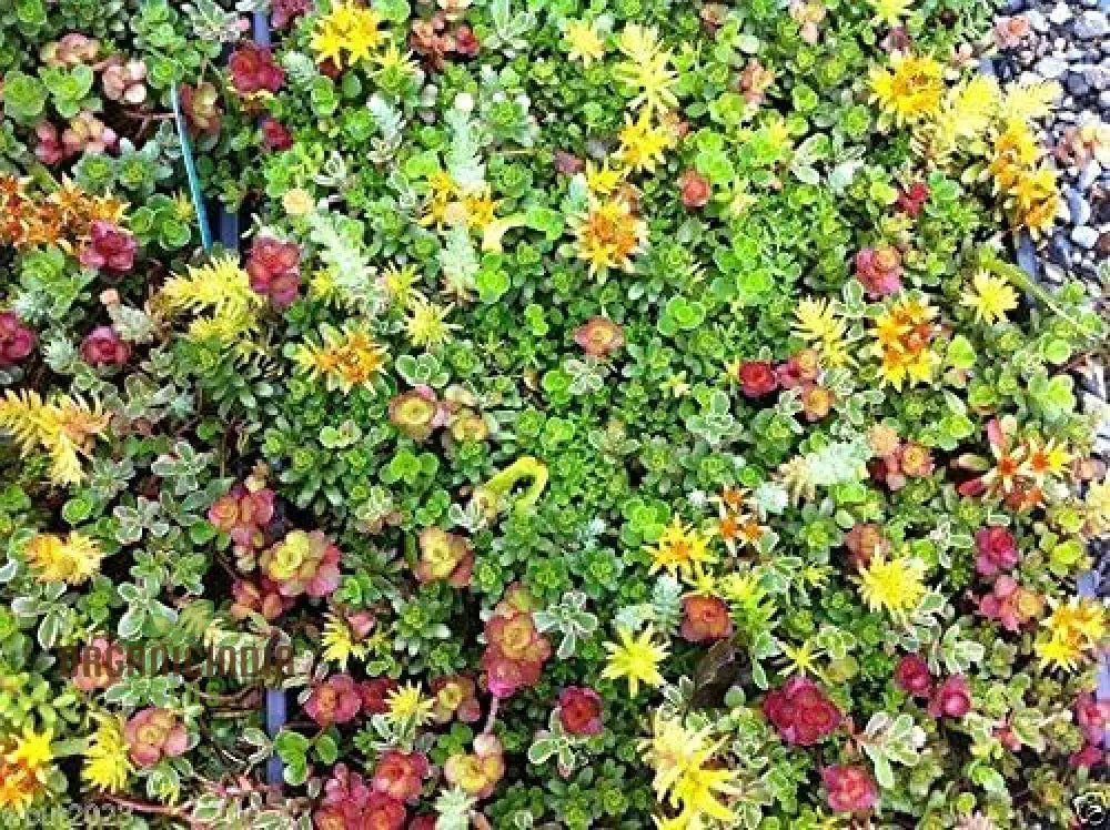 Sedum Seeds-Roof Garden Beautiful Mix Colors Greens Yellows Reds And Purple (100Pcs)