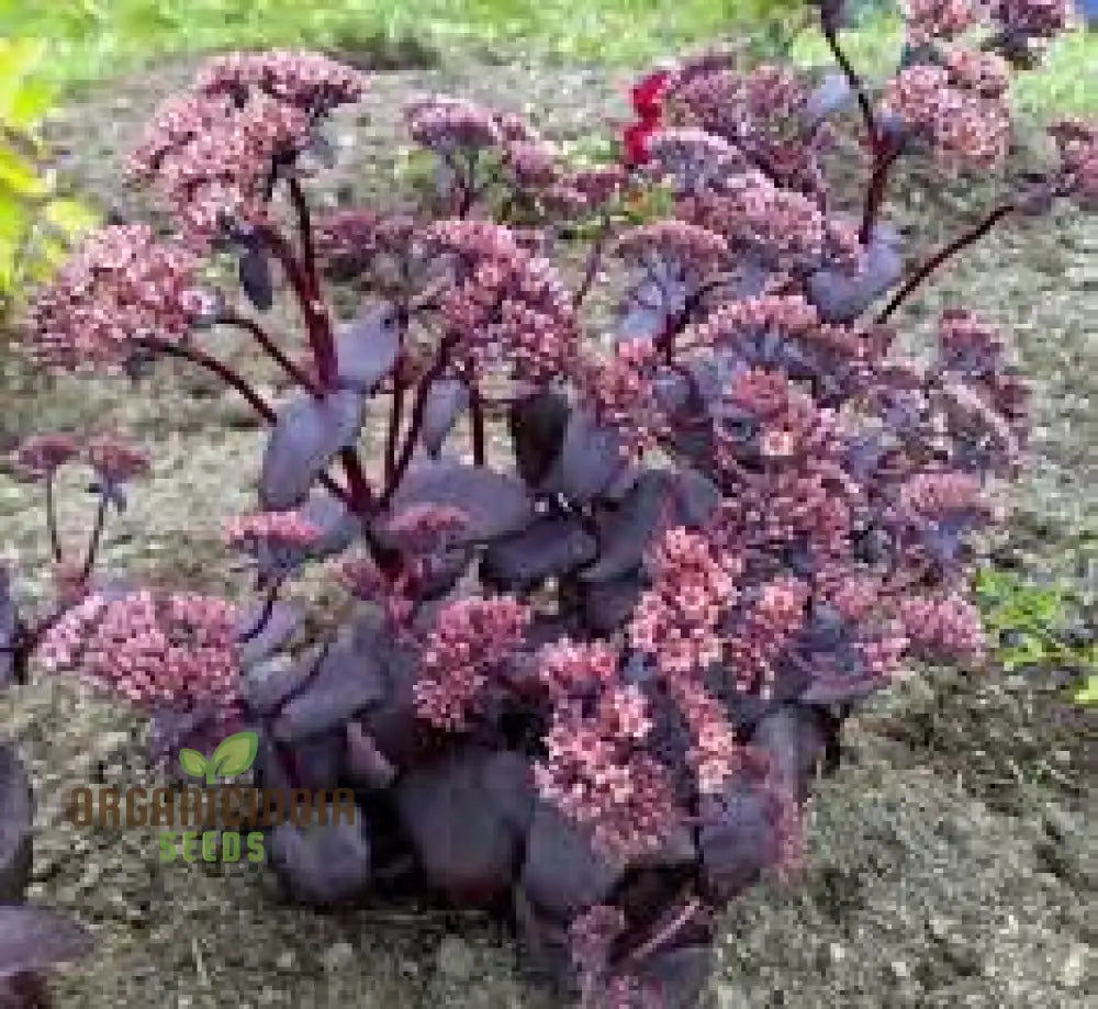 Sedum Telephium ’Postman’s Pride’ Seeds For Gardening Enthusiasts | Buy Hardy Perennial