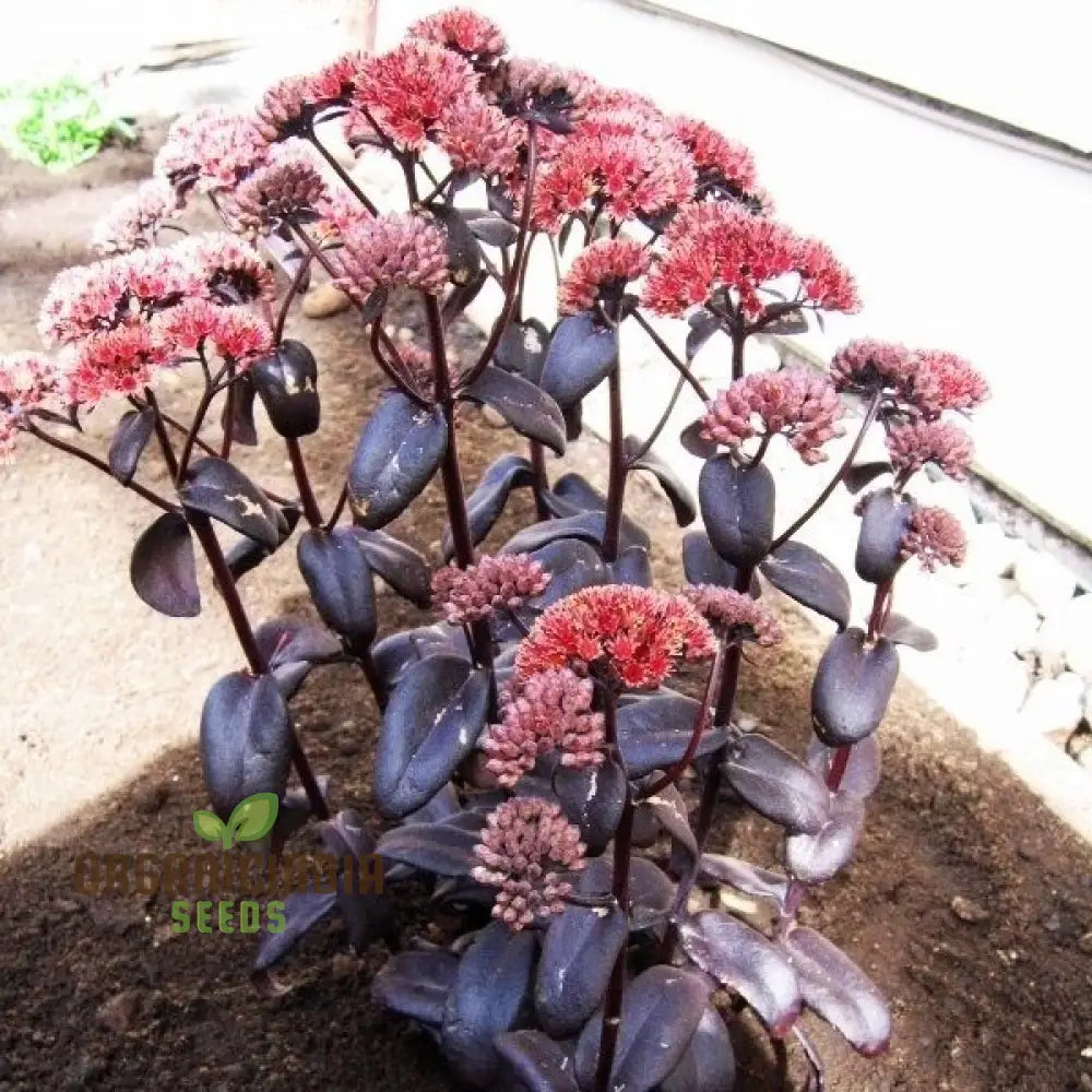 Sedum Telephium ’Postman’s Pride’ Seeds For Gardening Enthusiasts | Buy Hardy Perennial