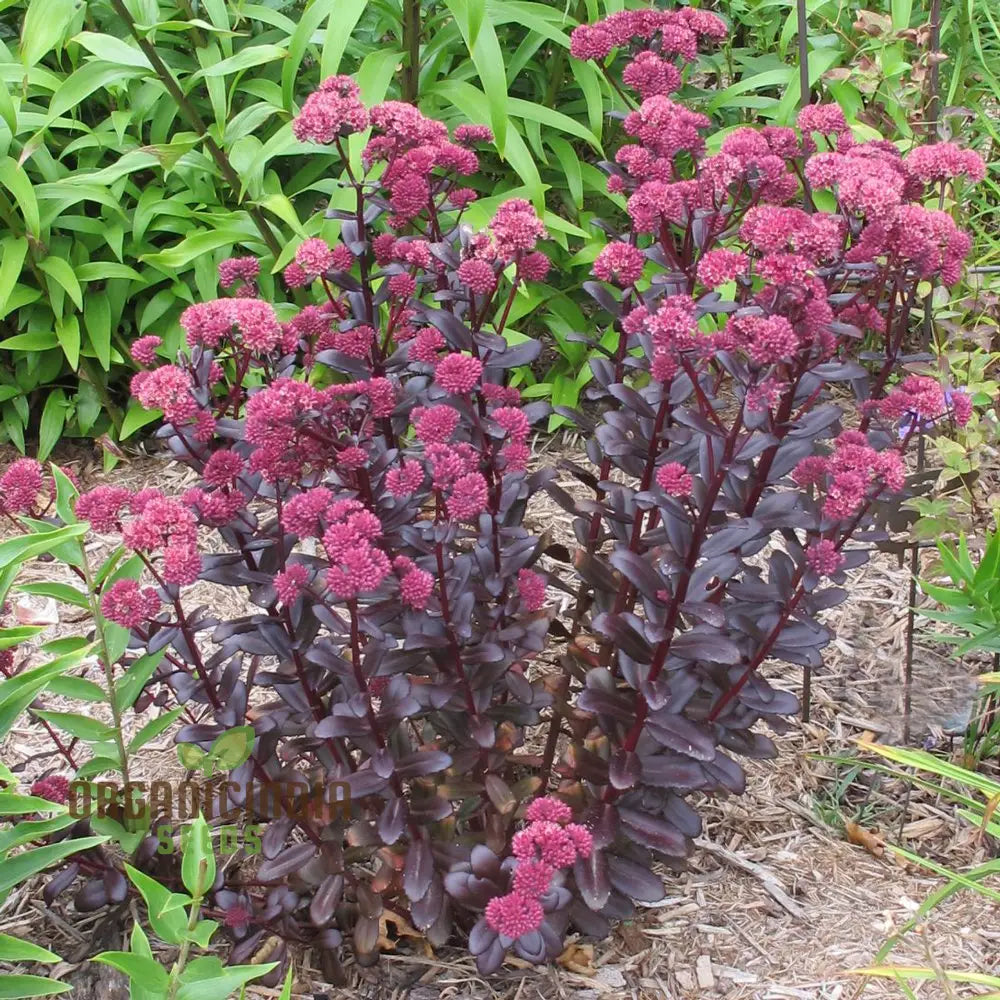 Sedum Telephium ’Postman’s Pride’ Seeds For Gardening Enthusiasts | Buy Hardy Perennial