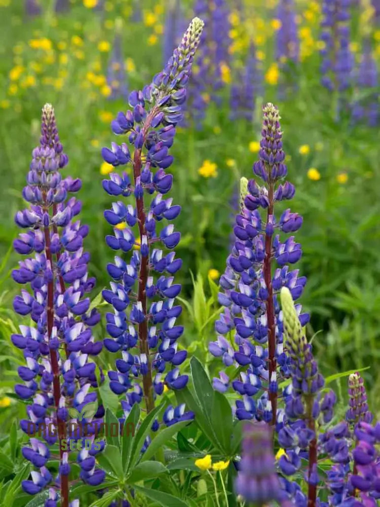 Seed Lupin Hartwegii Avalune Bicolour Mix For Stunning Garden Displays | Premium Seeds Gardening