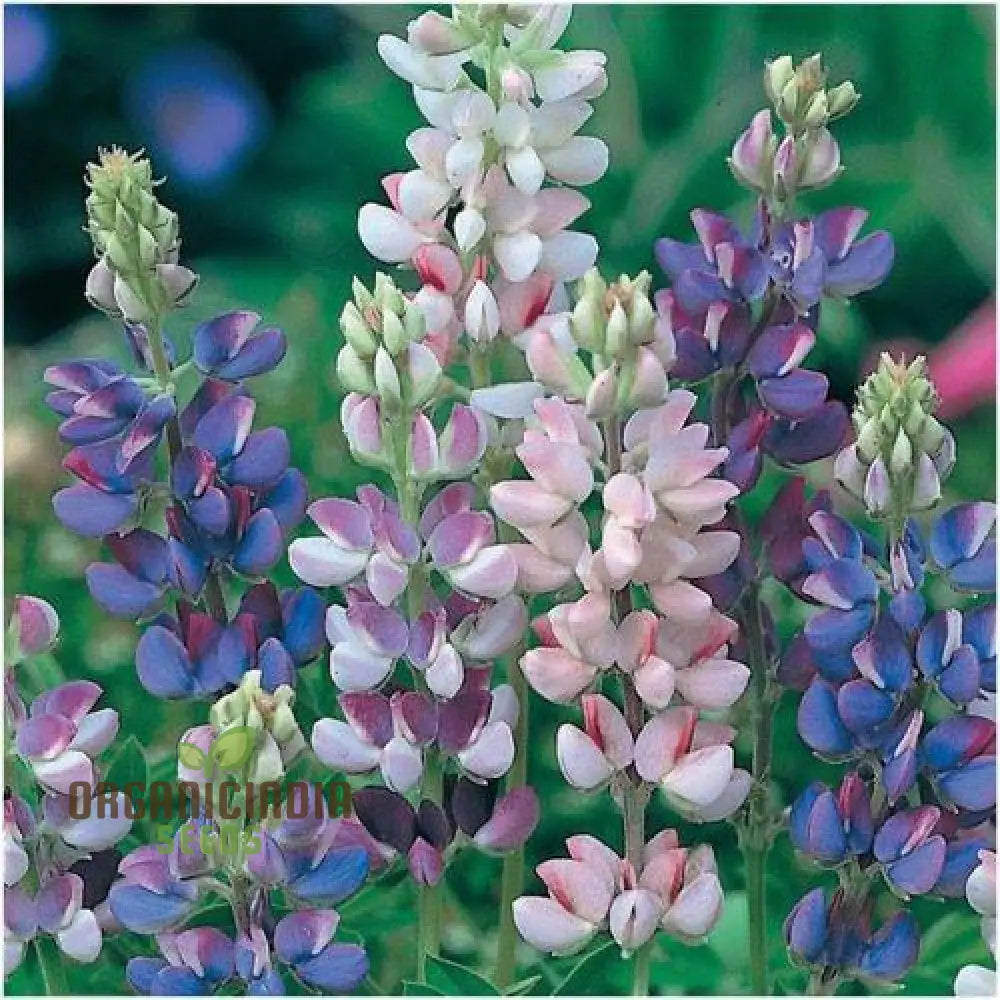 Seed Lupin Hartwegii Avalune Bicolour Mix For Stunning Garden Displays | Premium Seeds Gardening