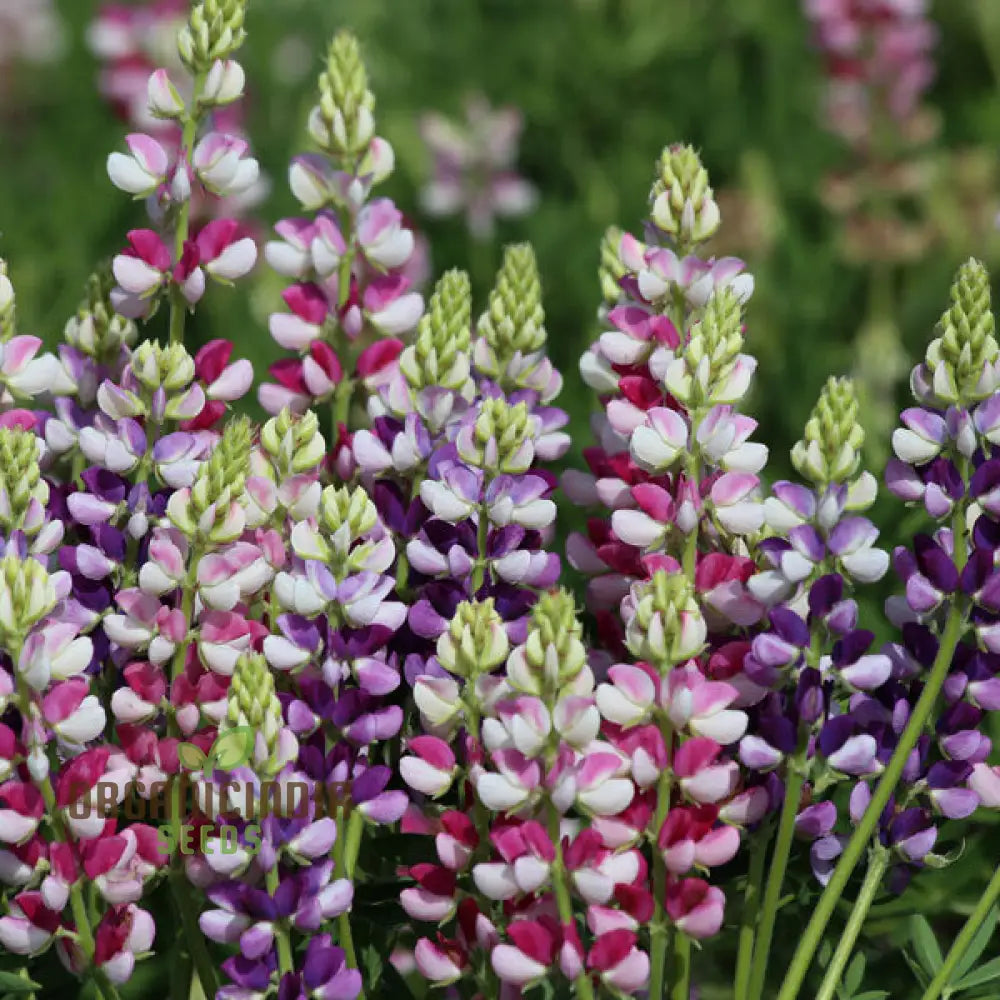 Seed Lupin Hartwegii Avalune Bicolour Mix For Stunning Garden Displays | Premium Seeds Gardening