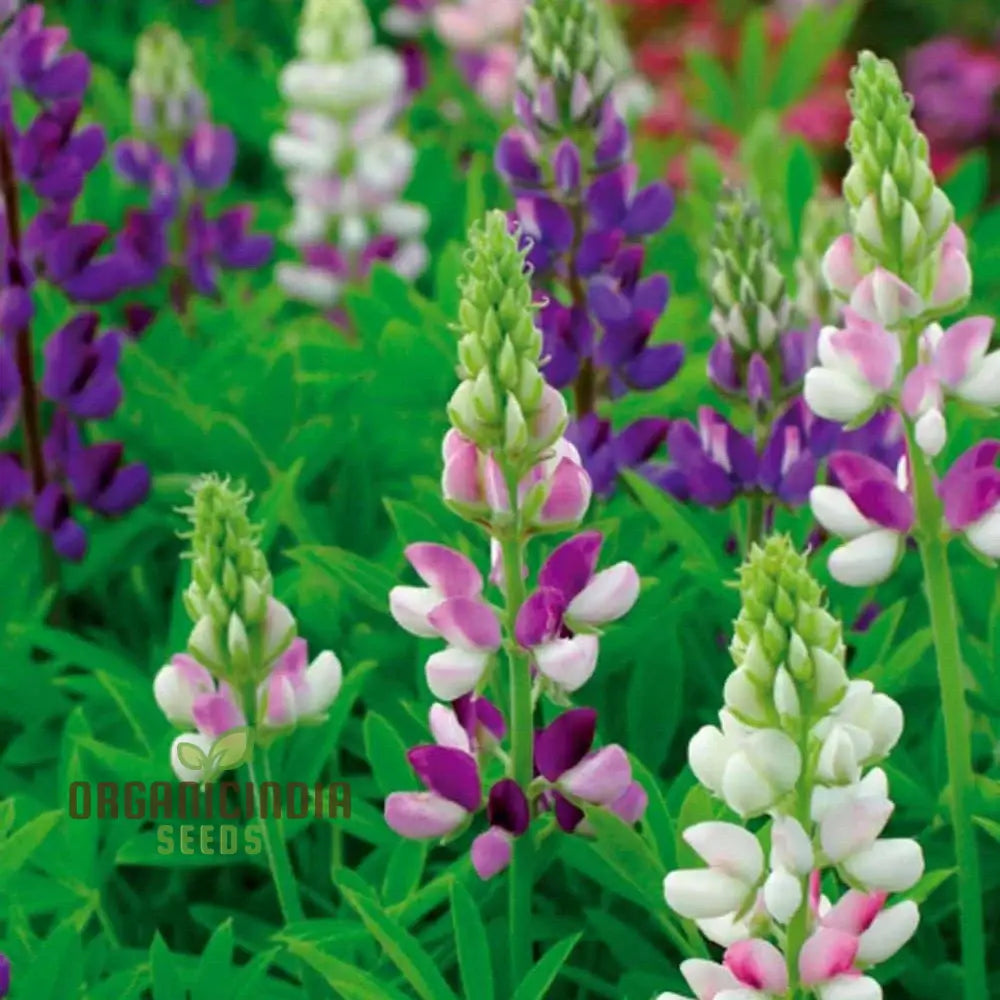 Seed Lupin Hartwegii Avalune Bicolour Mix For Stunning Garden Displays | Premium Seeds Gardening