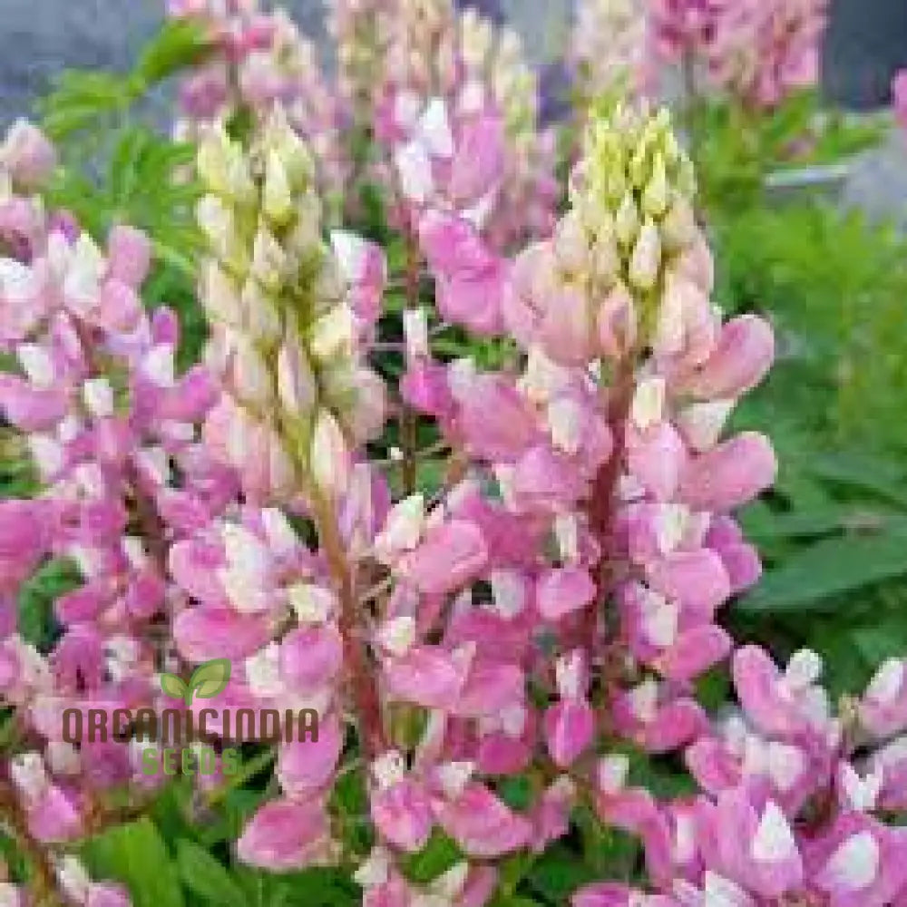 Seed Lupin Russell The Chatelaine - Pink: Premium Garden Seeds For Vibrant Floral Displays And