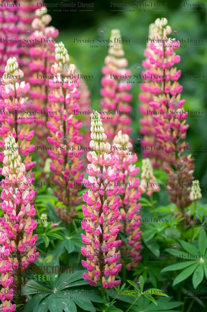 Seed Lupin Russell The Chatelaine - Pink: Premium Garden Seeds For Vibrant Floral Displays And