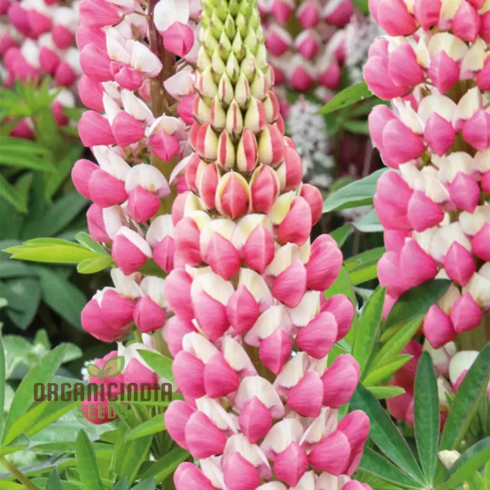 Seed Lupin Russell The Chatelaine - Pink: Premium Garden Seeds For Vibrant Floral Displays And