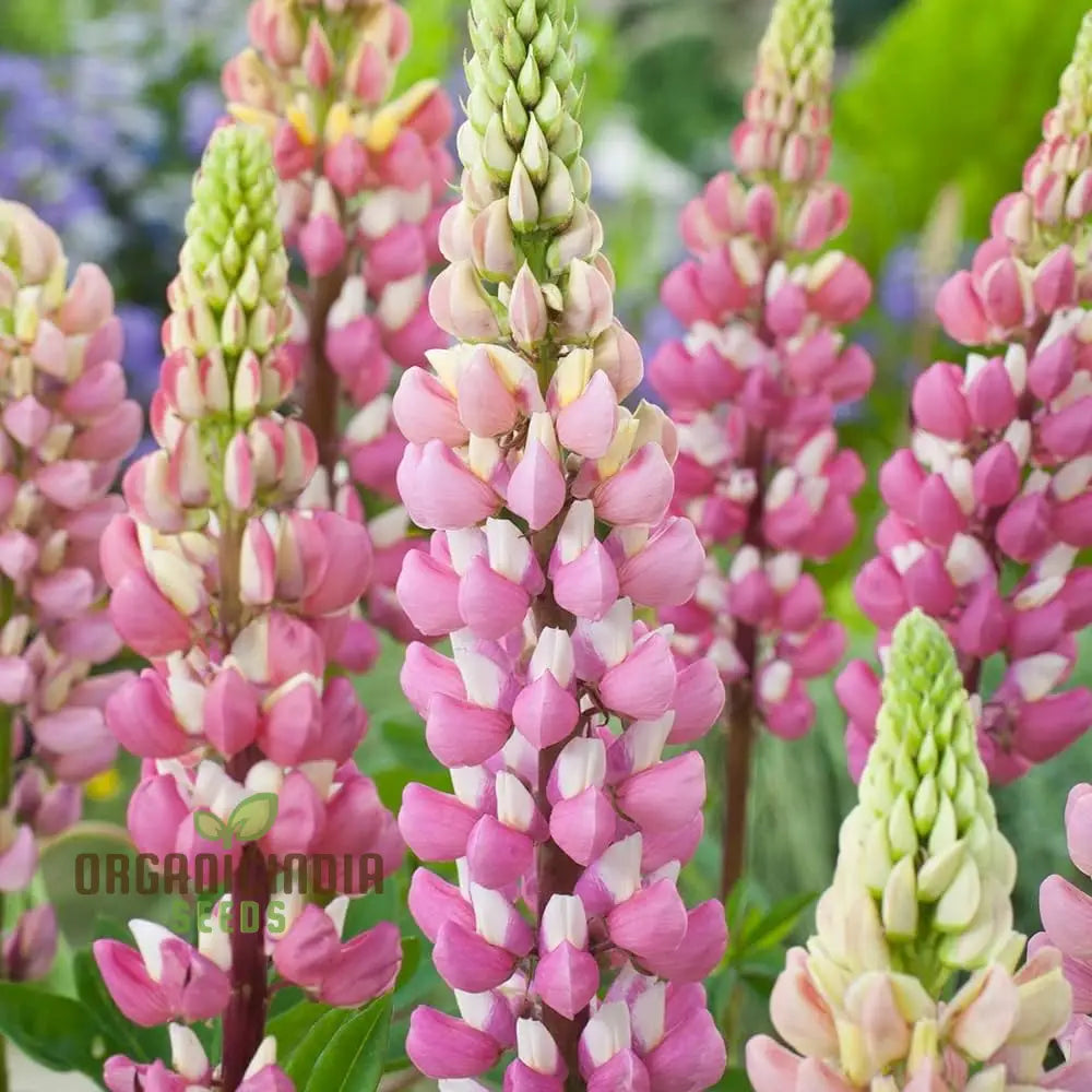 Seed Lupin Russell The Chatelaine - Pink: Premium Garden Seeds For Vibrant Floral Displays And