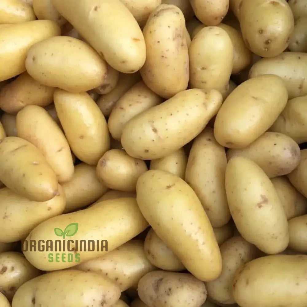 Seed Potato - Kipfler | Premium Quality Seeds For Planting & Gardening Organic And Non-Gmo