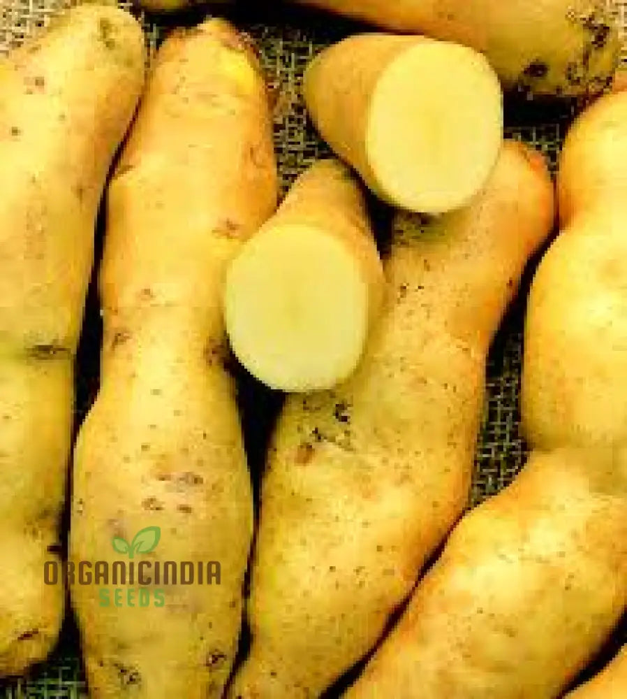 Seed Potato - Kipfler | Premium Quality Seeds For Planting & Gardening Organic And Non-Gmo