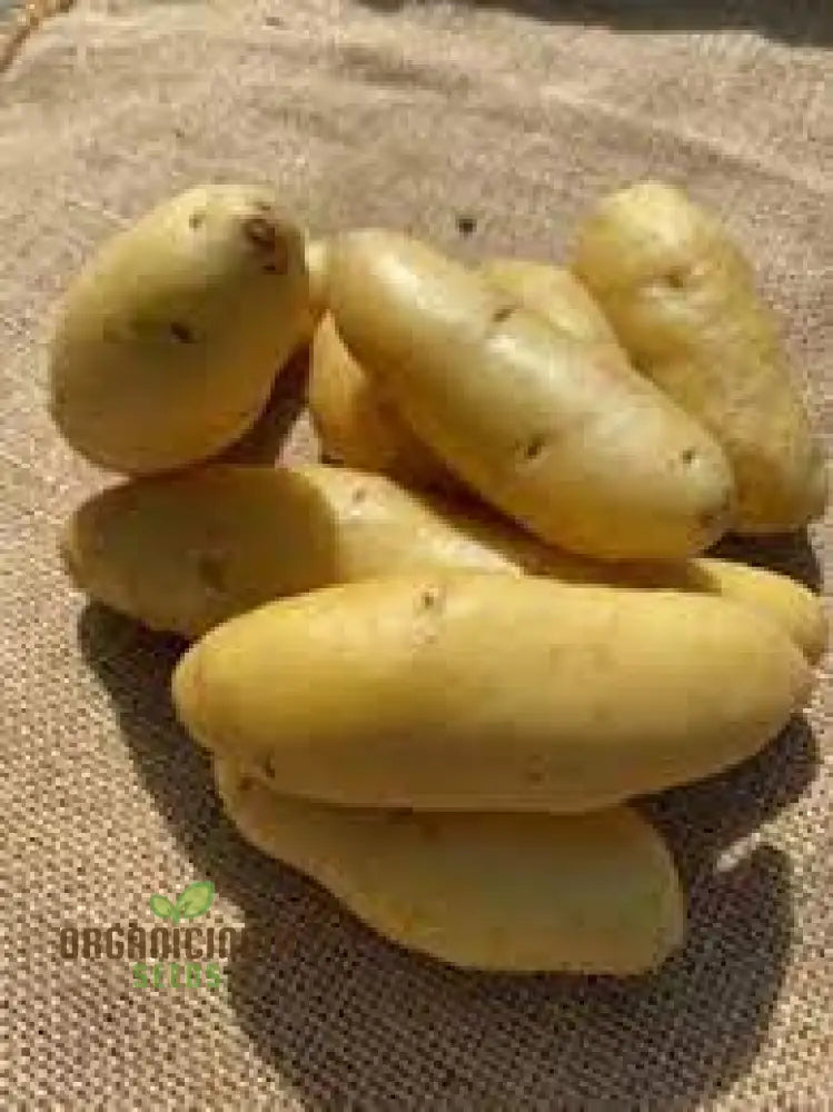 Seed Potato - Kipfler | Premium Quality Seeds For Planting & Gardening Organic And Non-Gmo